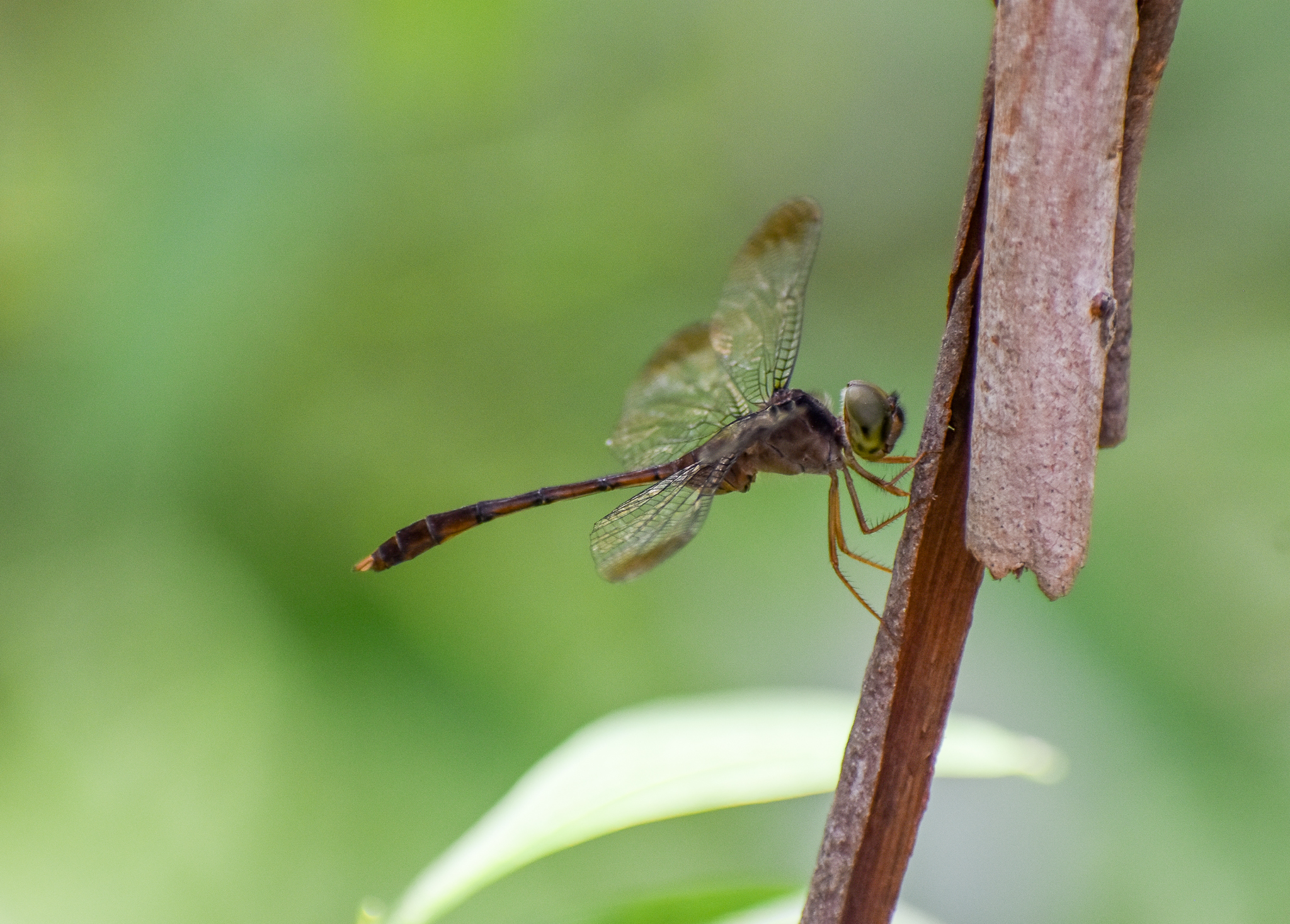 Short-tailed Duskdarter