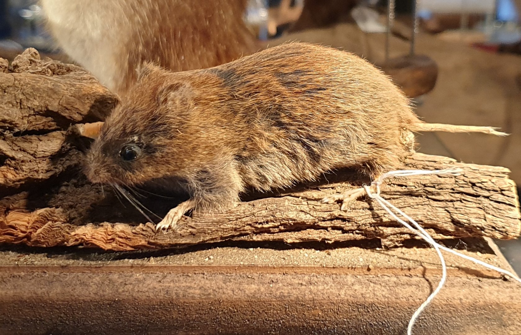 Short-tailed field vole