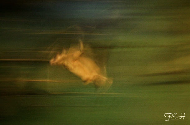 short tailed fruit bat in flight