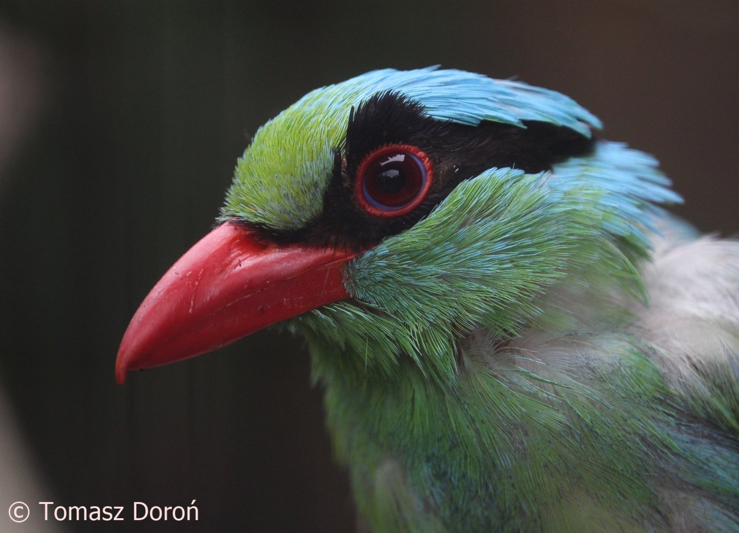 Short-tailed Green Magpie (Cissa thalassina thalassina), July 2018