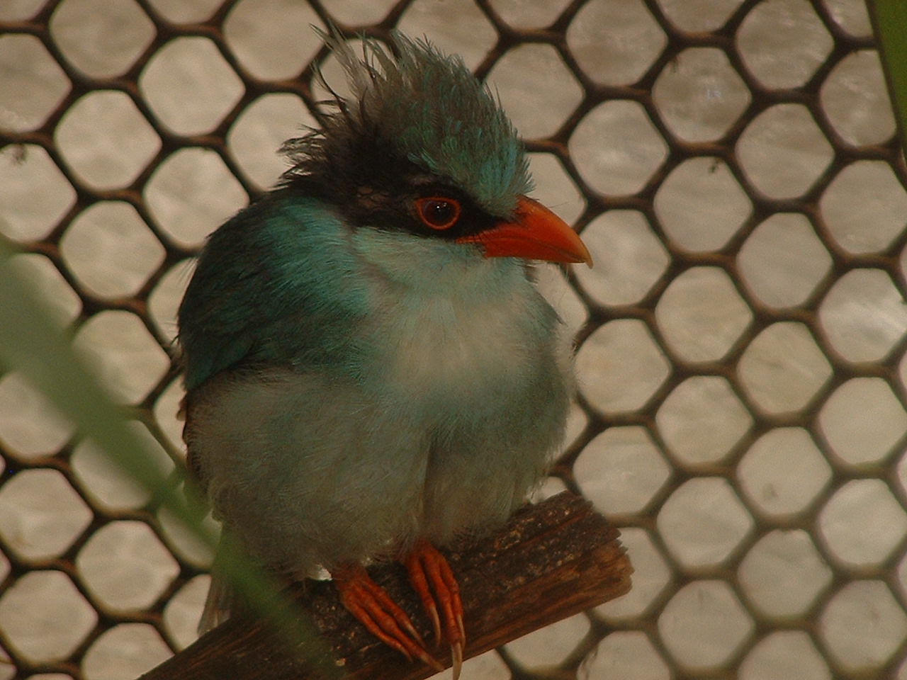 Short-tailed Greenpie - Thrigby 2008