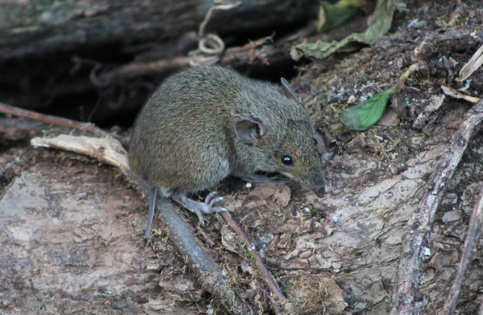 short-tailed gymnure (Hylomys suillus)