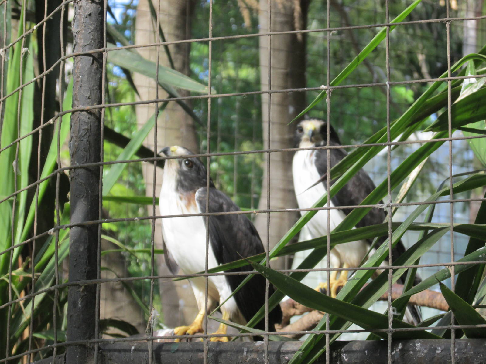 Short tailed hawk centenario zoo