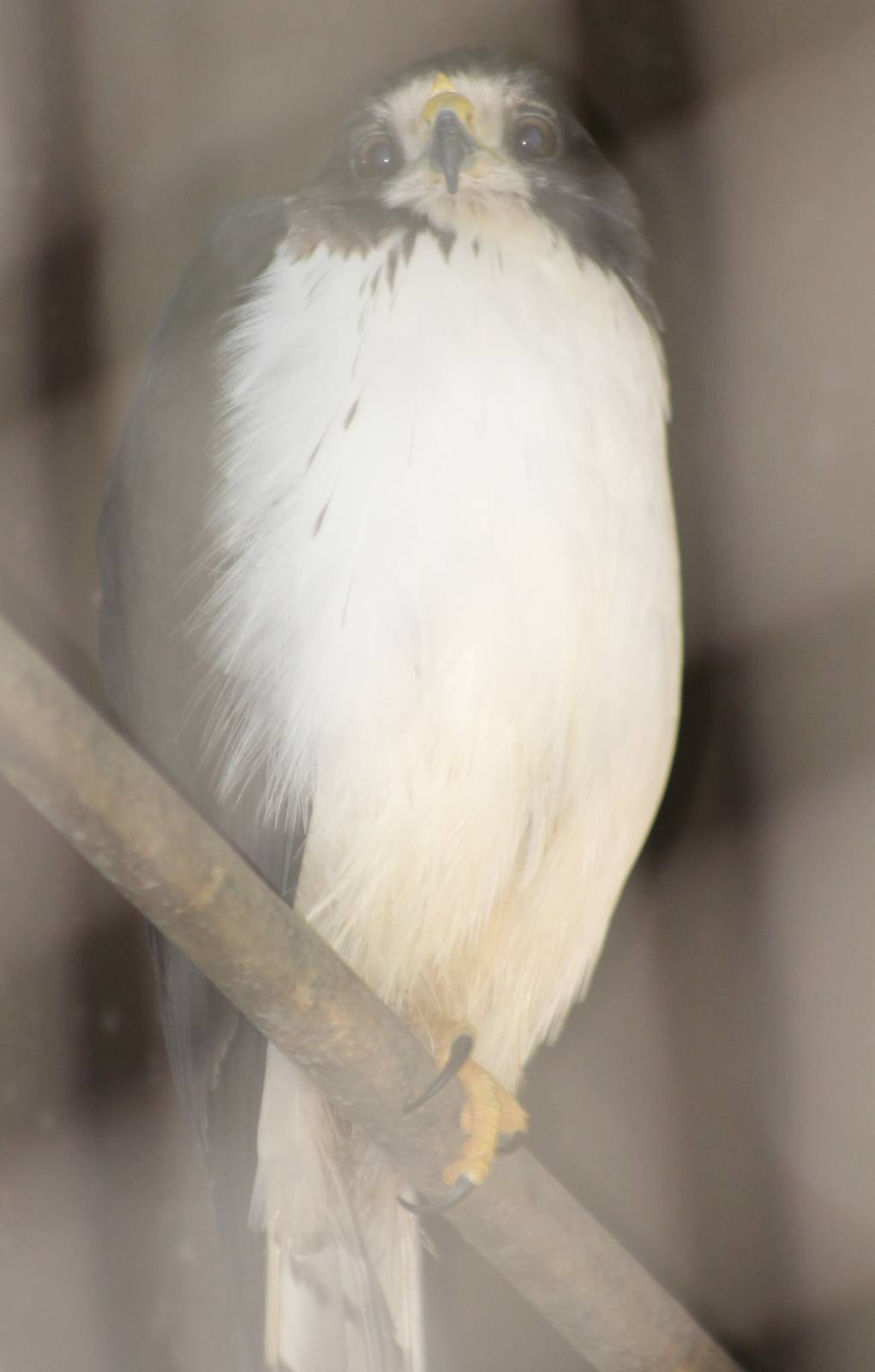 Short-tailed hawk with questionmark