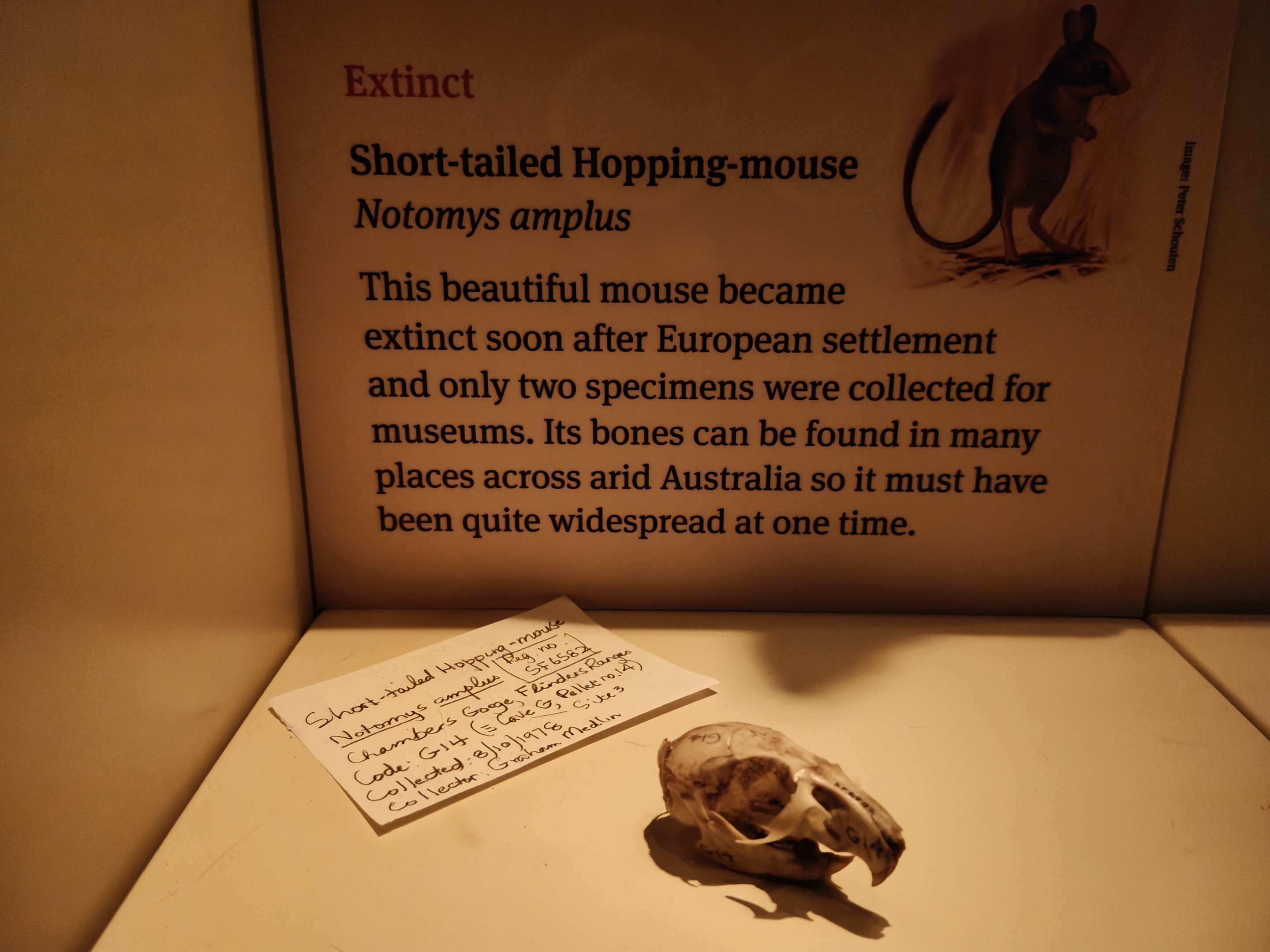 Short-tailed Hopping Mouse (Notomys amplus)