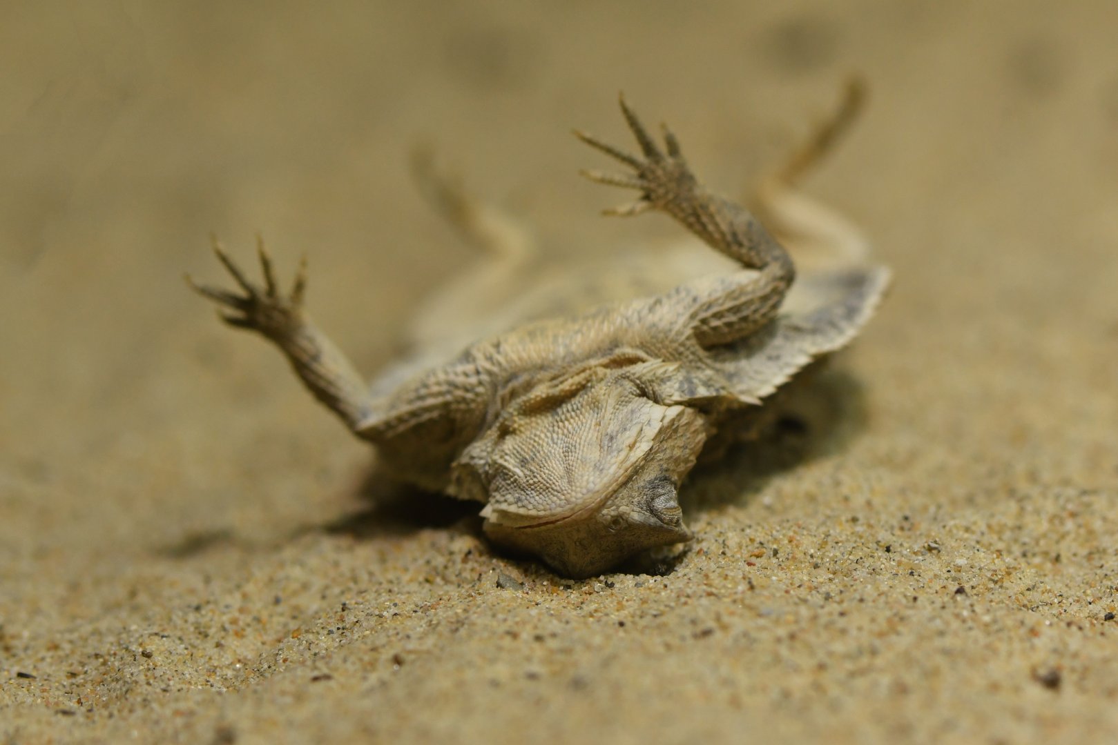 Short-tailed horned lizard (Phrynosoma braconnieri)