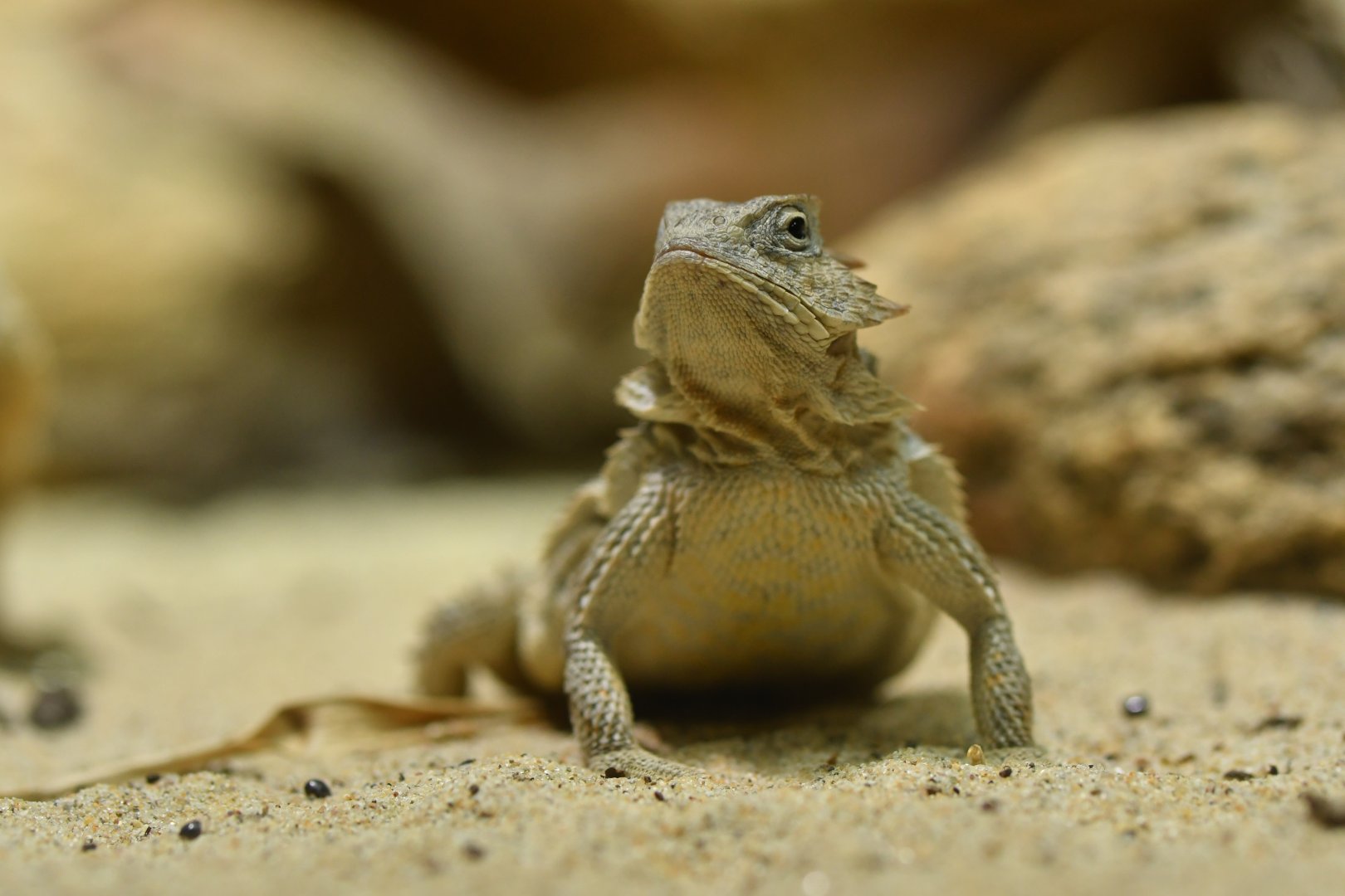 Short-tailed horned lizard (Phrynosoma braconnieri)