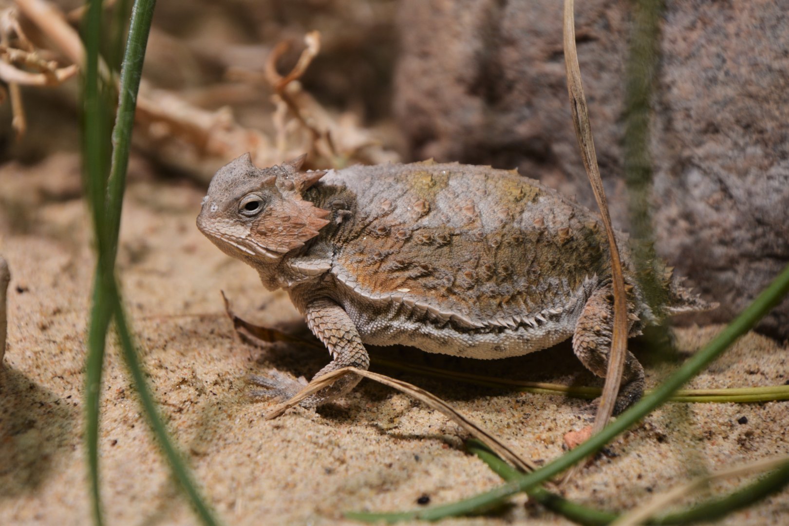 Short-tailed horned lizard (Phrynosoma braconnieri)