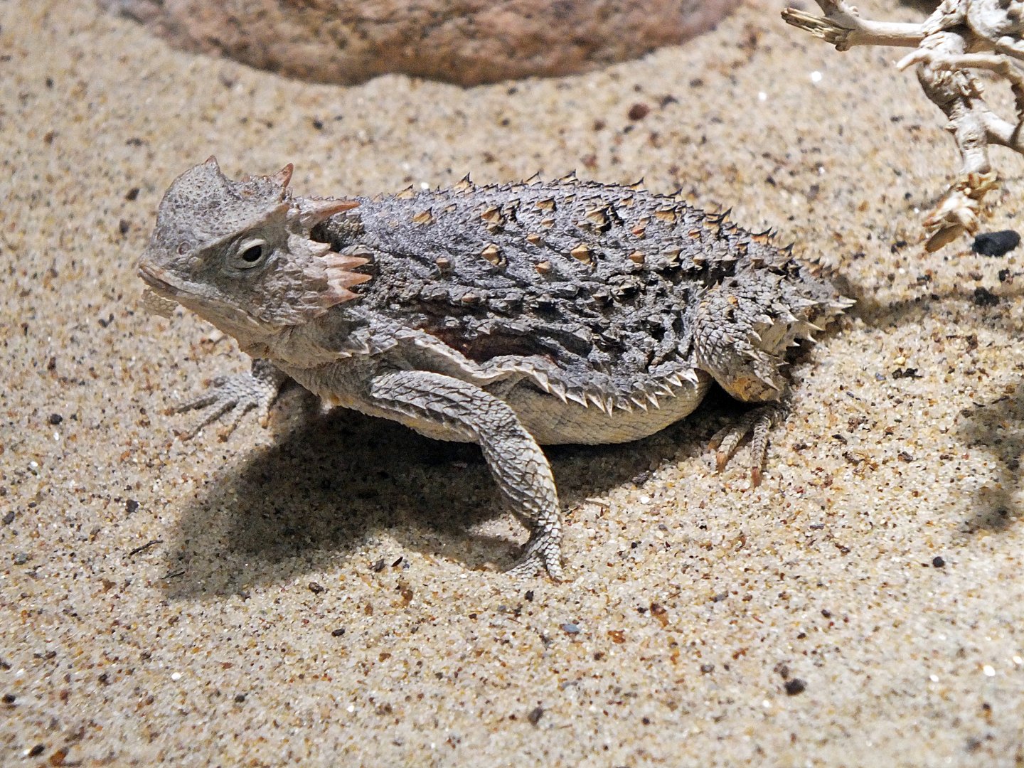 Short-tailed horned lizard