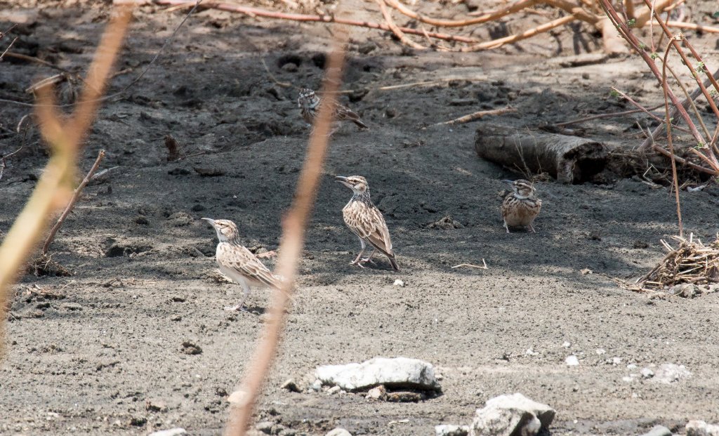 Short-tailed Larks