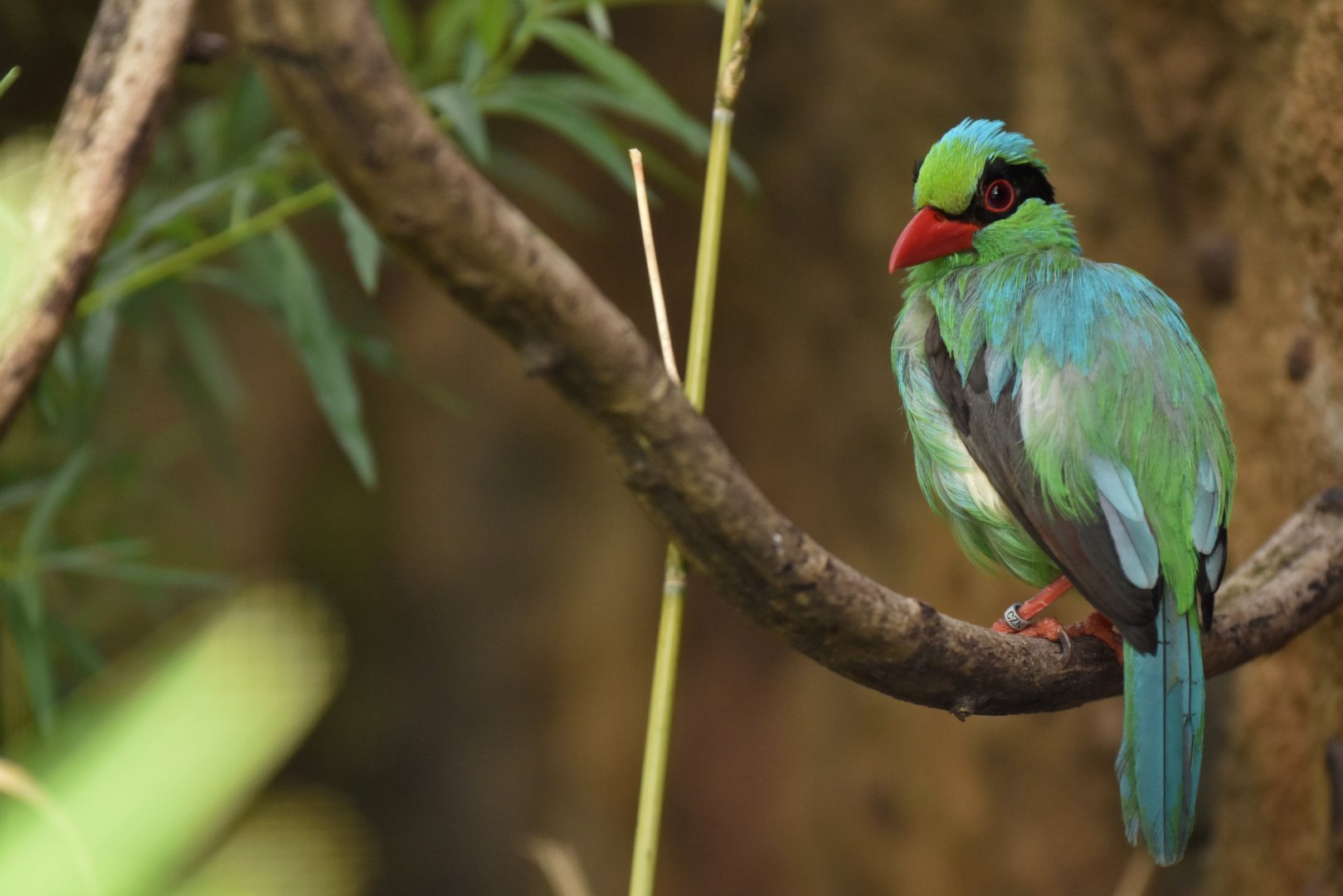 Short-tailed Magpie Cissa thalassina