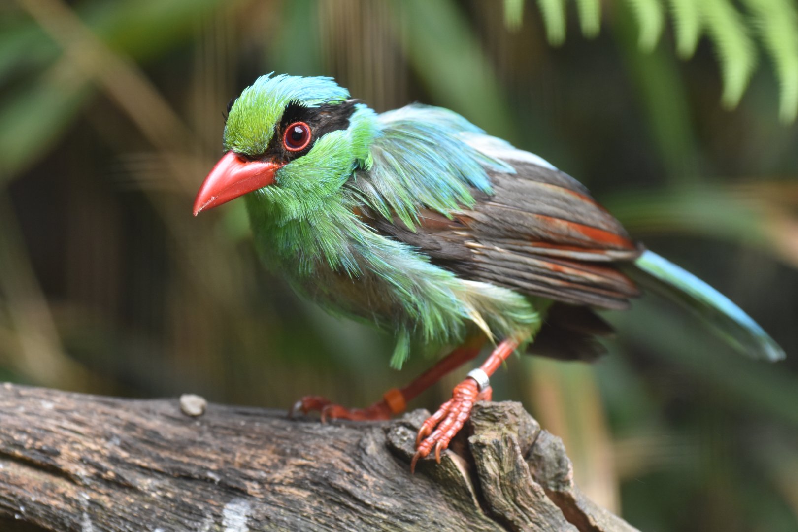 Short-tailed Magpie Cissa thalassina