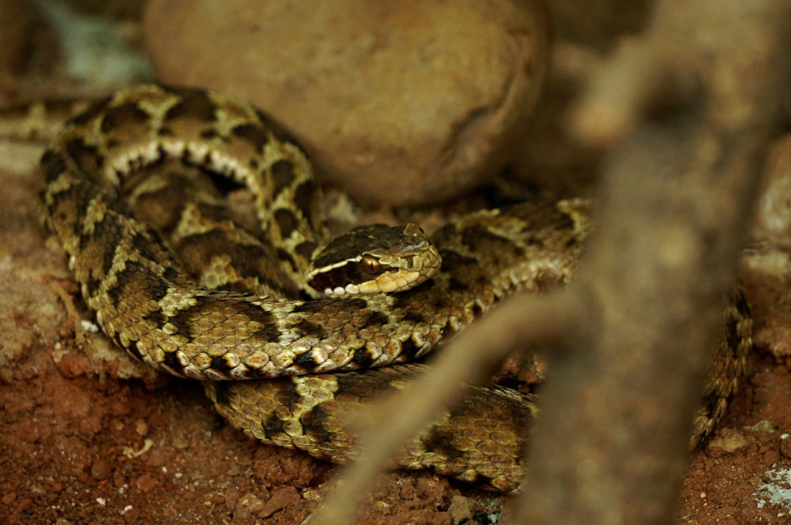 Short-tailed mamushi