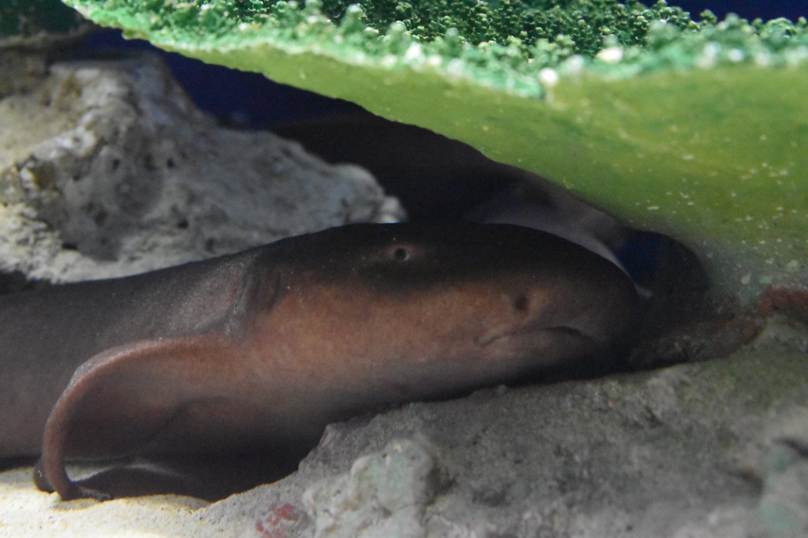 Short Tailed Nurse Shark ~ August 26th 2022