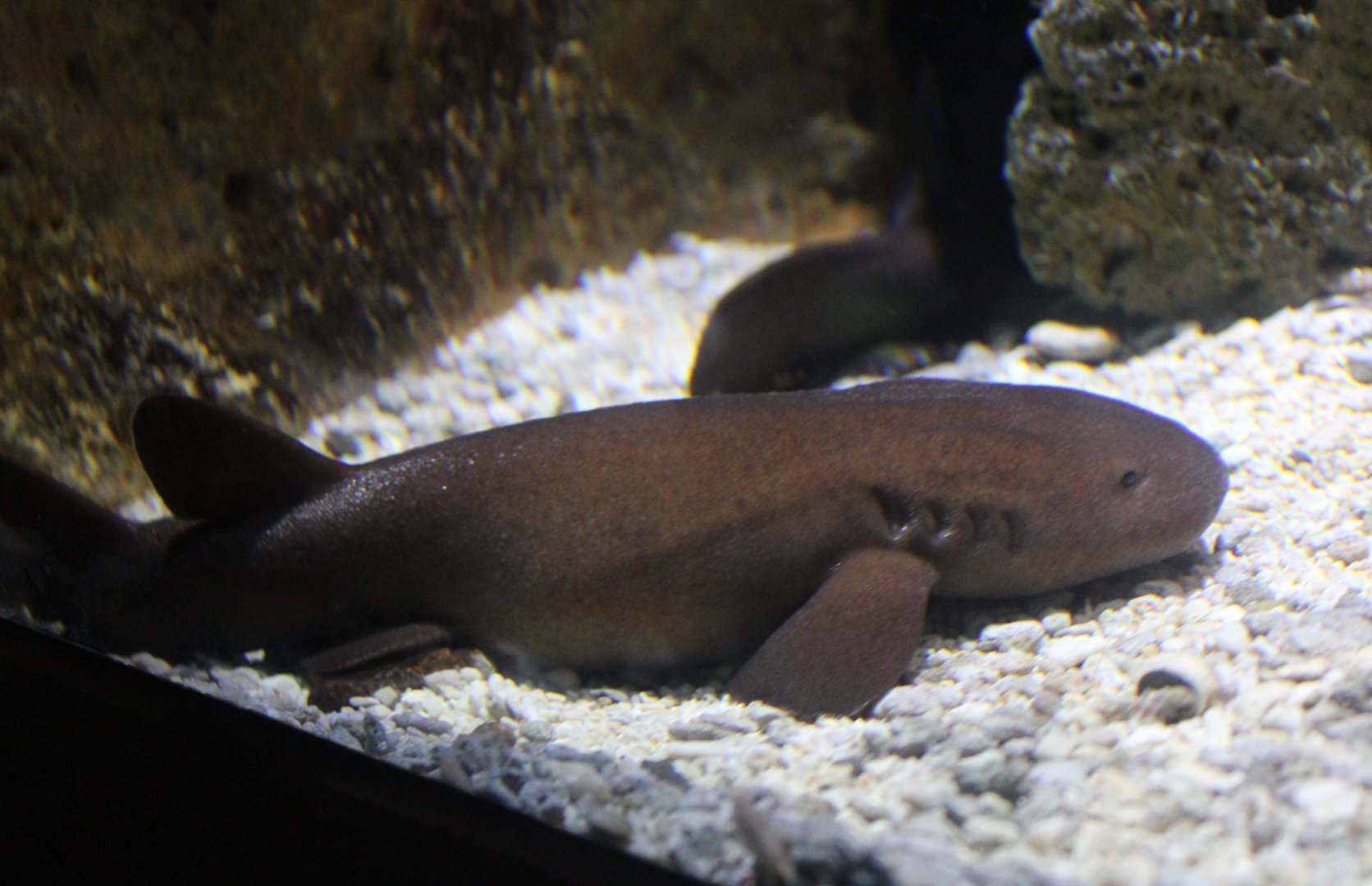 Short-tailed nurse shark - Pseudoginglymostoma brevicaudatum