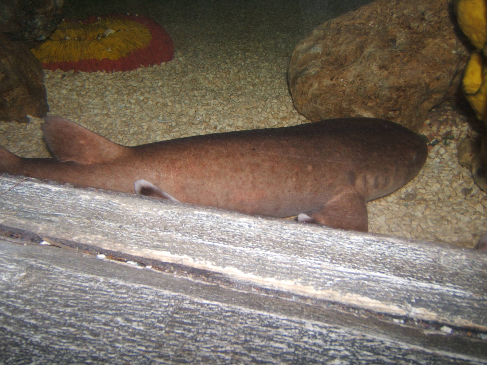 Short-tailed Nurse Shark
