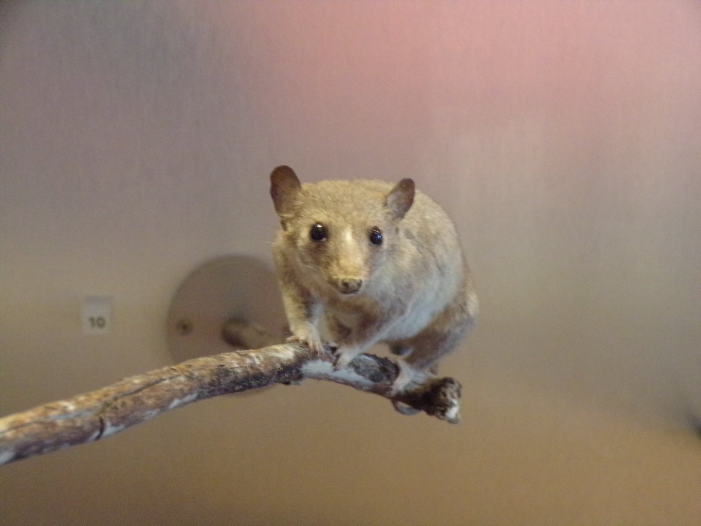 Short tailed opossum 26.8.23