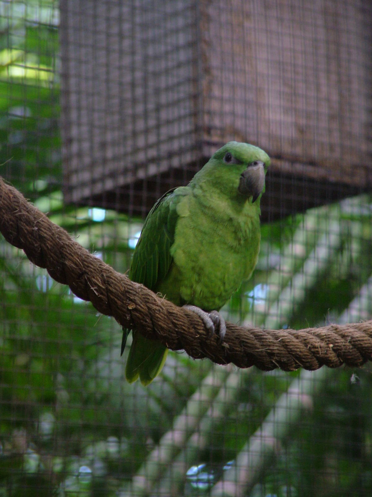 Short-tailed Parrot at Loro Parque, 08/11/10