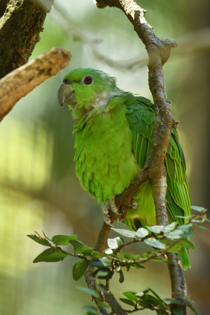 Short-tailed Parrot Graydidascalus brachyurus