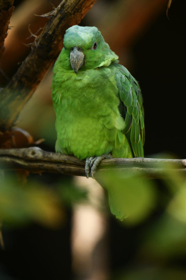 Short-tailed Parrot Graydidascalus brachyurus