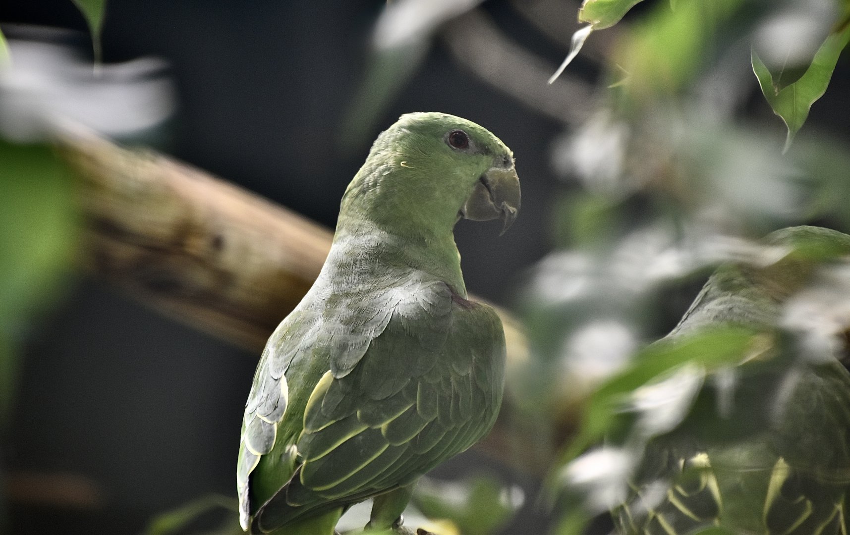 Short-Tailed Parrot (Graydidascalus brachyurus)