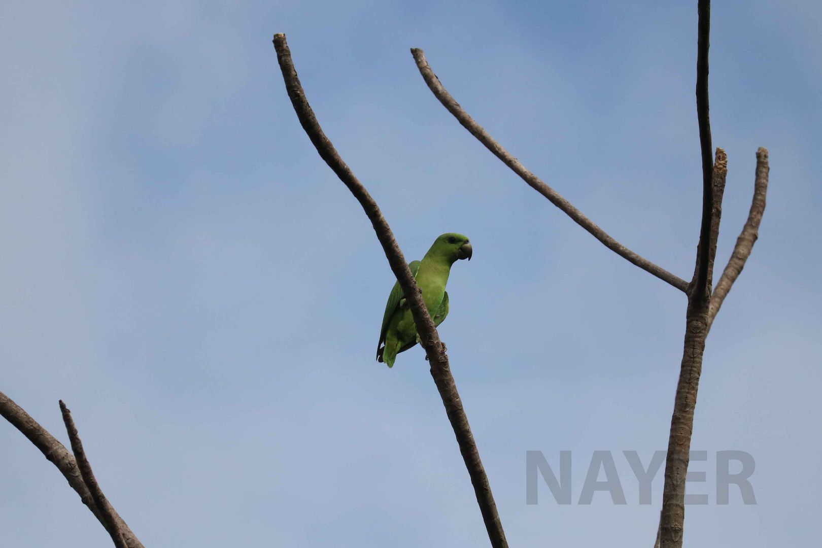 Short-tailed parrot, Peruvian Amazon, May 2016