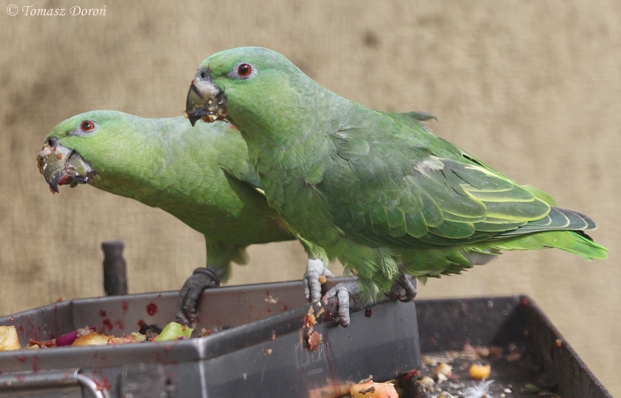 Short-tailed Parrots (Graydidascalus brachyurus)