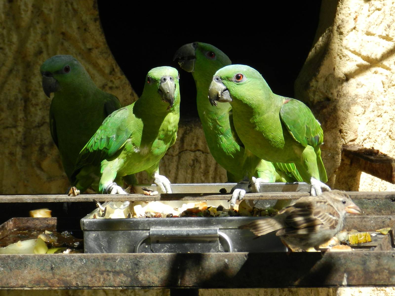 Short-tailed Parrots