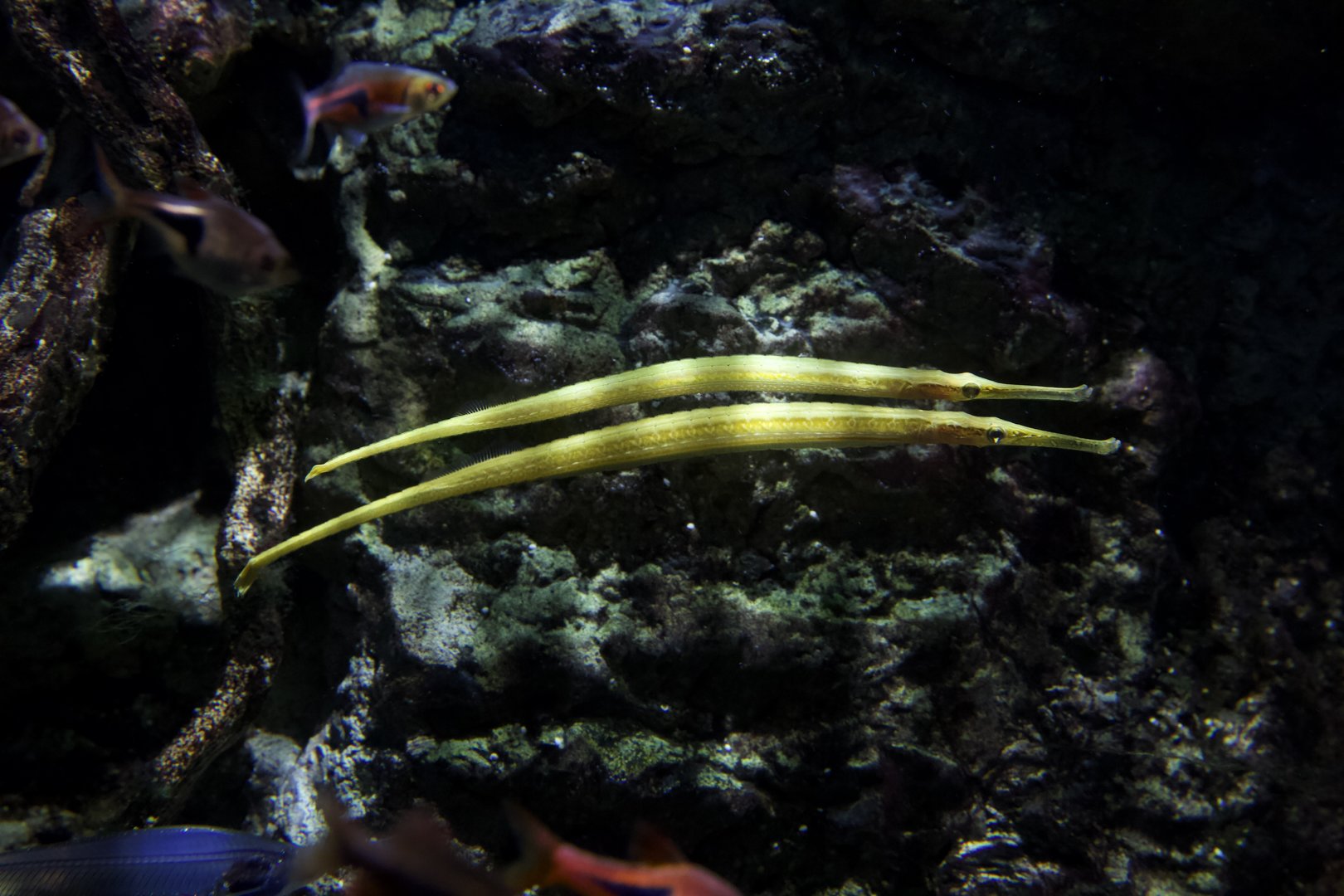 Short-tailed pipefish/ Microphis brachyurus