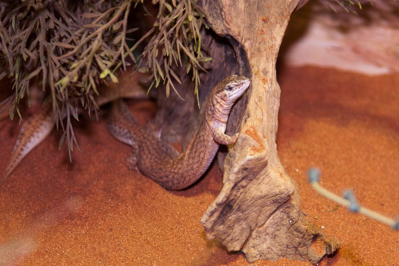 Short-Tailed Pygmy Monitor, September 2011