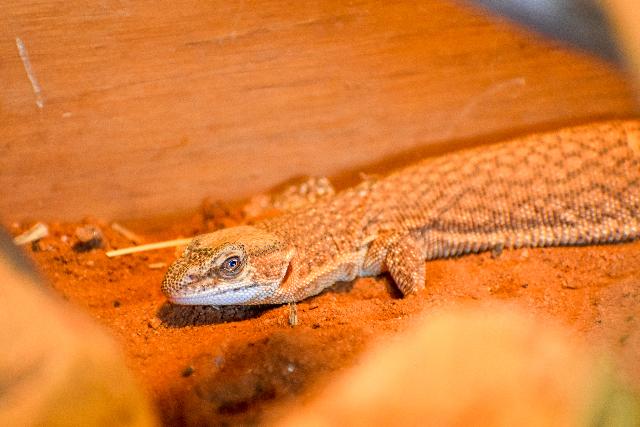 Short-tailed Pygmy Monitor (Varanus brevicauda)