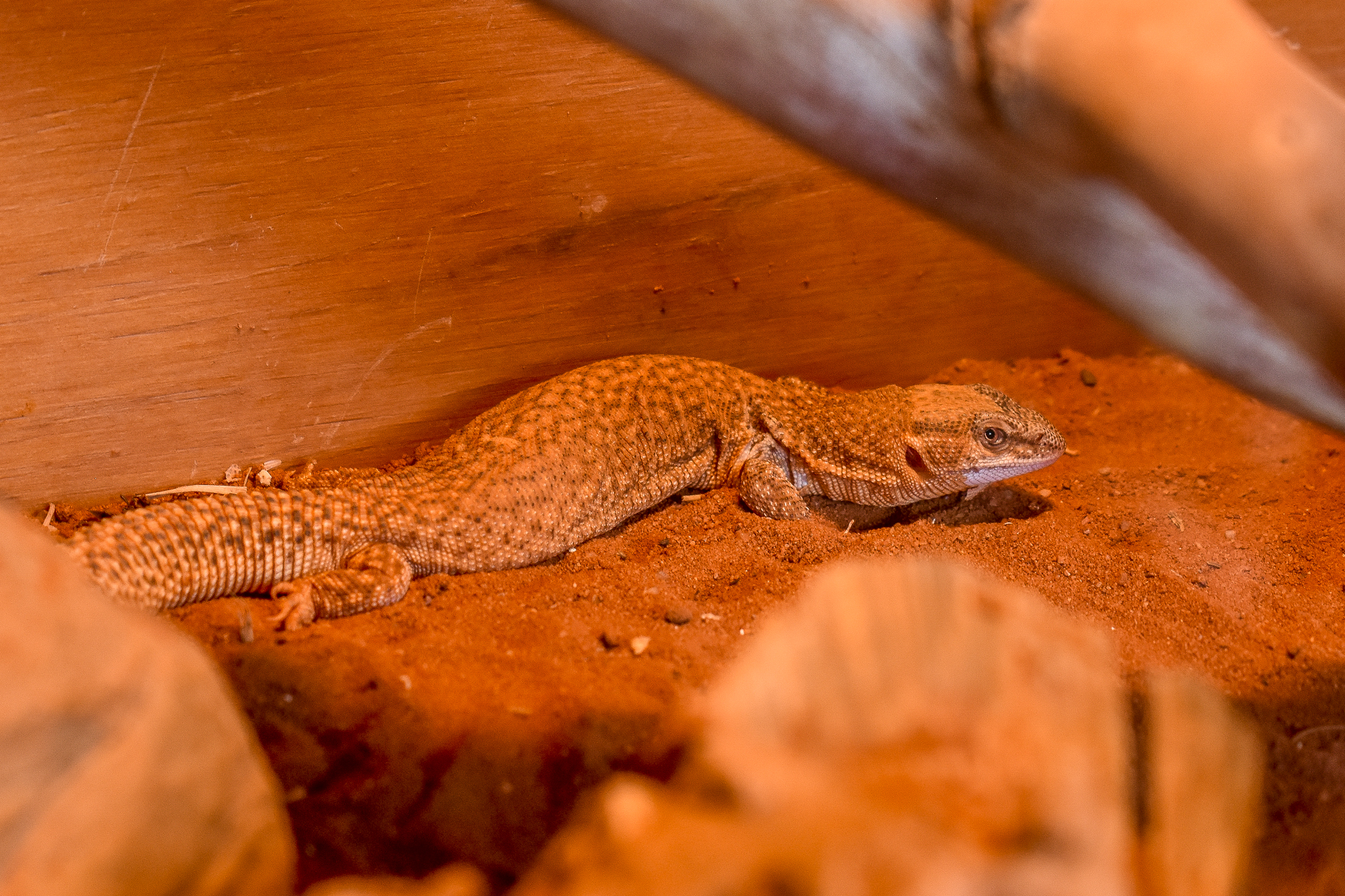 Short-tailed Pygmy Monitor (Varanus brevicauda)