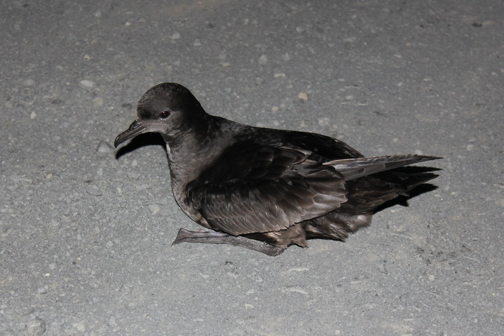 Short-tailed Shearwater (Ardenna tenuirostris)
