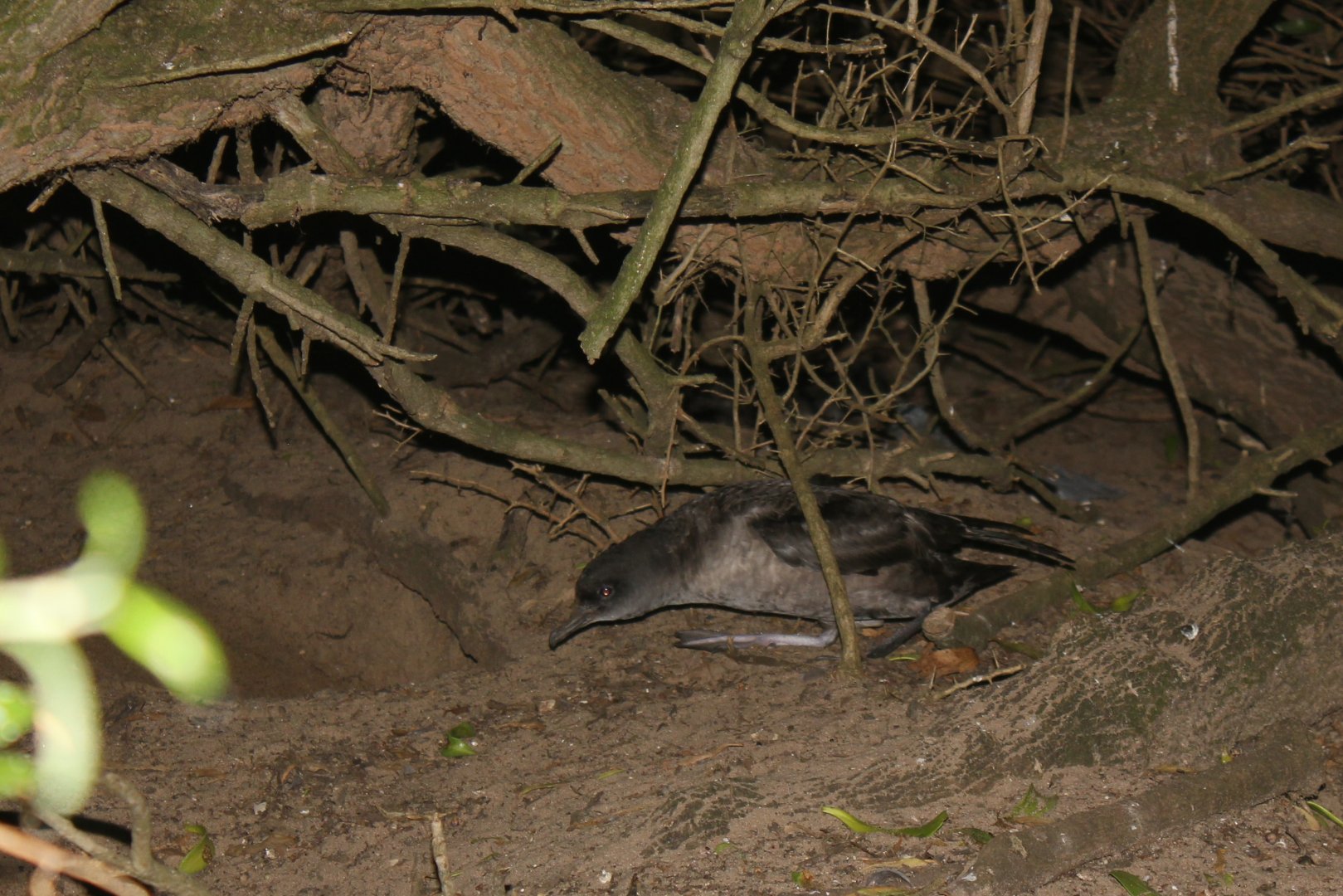 Short-tailed Shearwater (Ardenna tenuirostris)