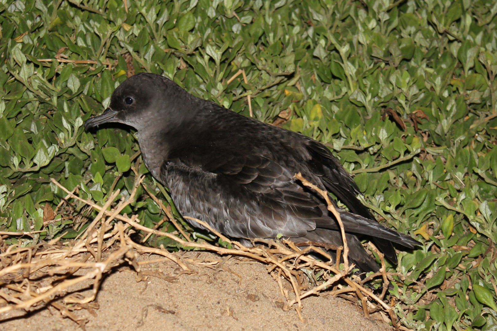 Short-tailed Shearwater (Ardenna tenuirostris)