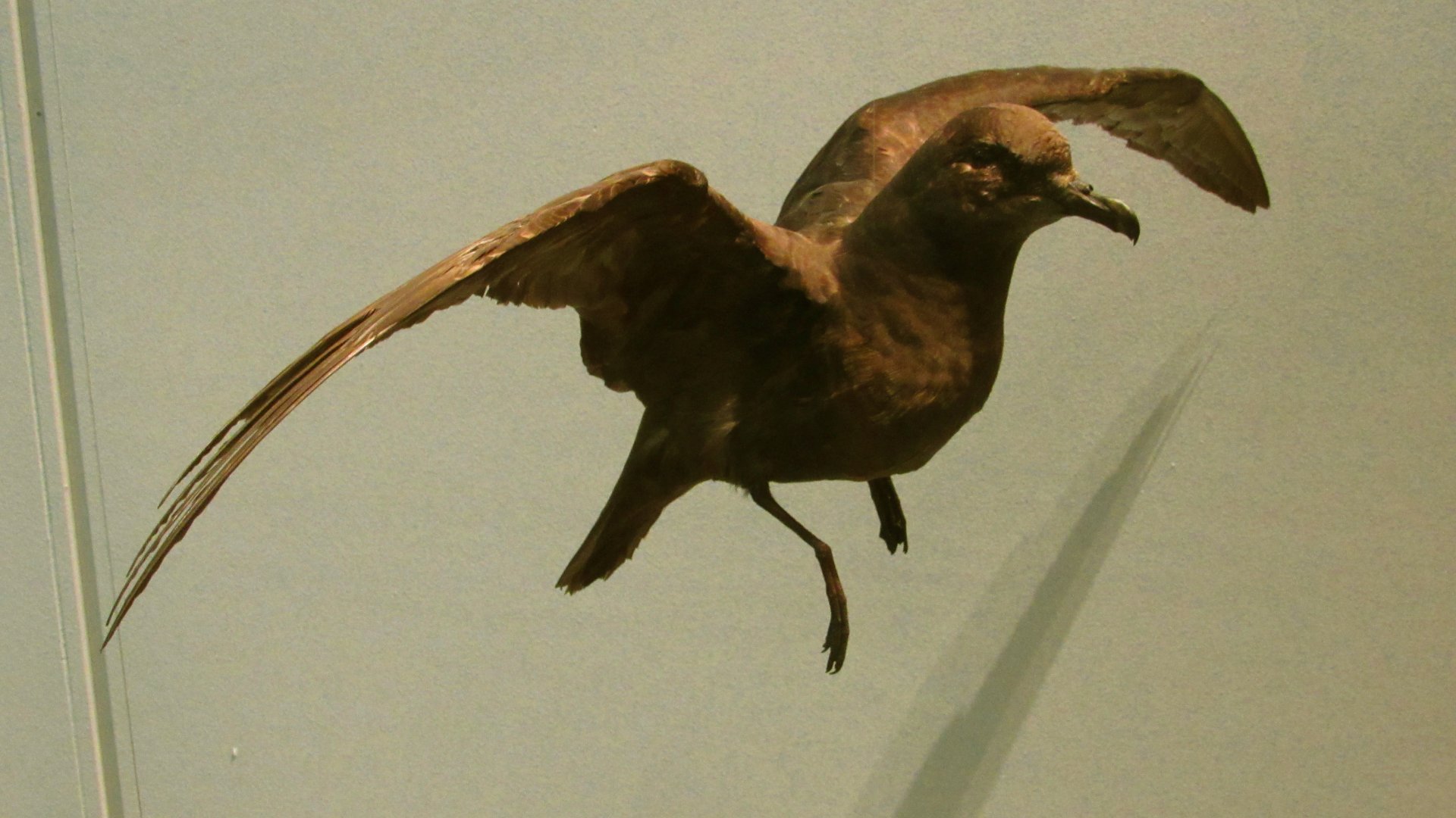 Short-Tailed Shearwater