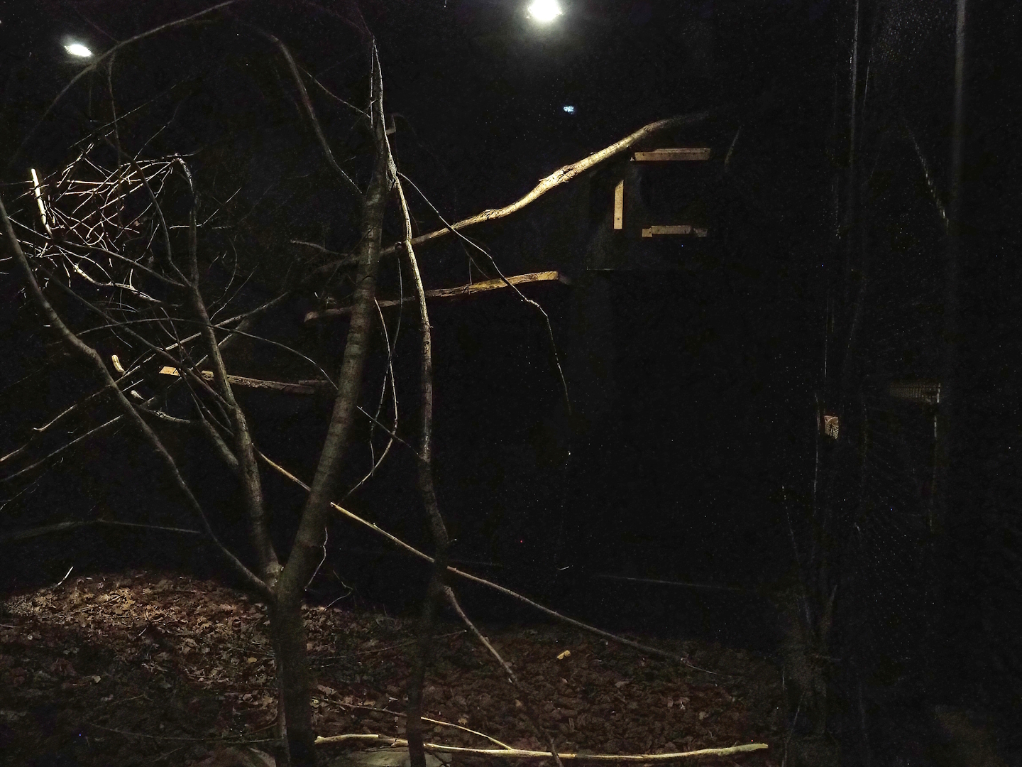 Short-tailed spotted cuscus exhibit, 2023-08-17