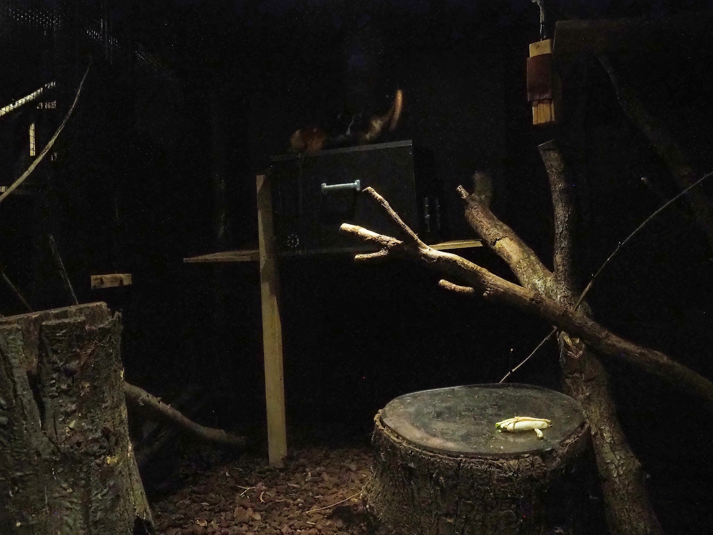 Short-tailed spotted cuscus exhibit, 2023-08-17