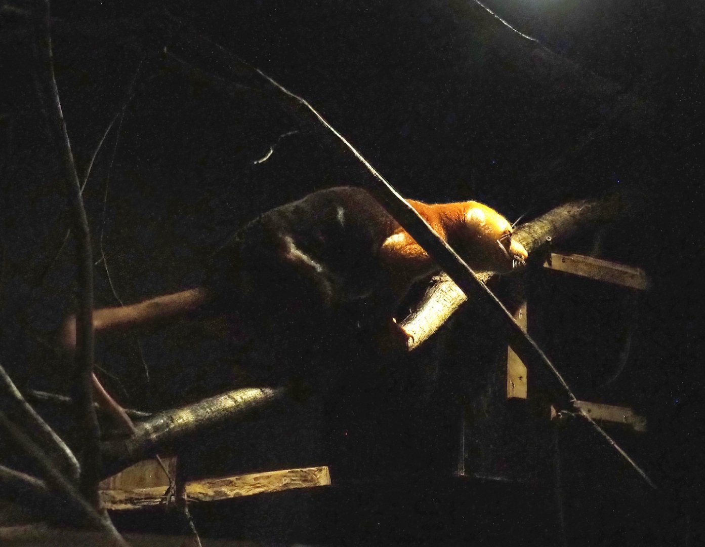 Short-tailed spotted cuscus (Spilocuscus maculatus), 2023-08-17