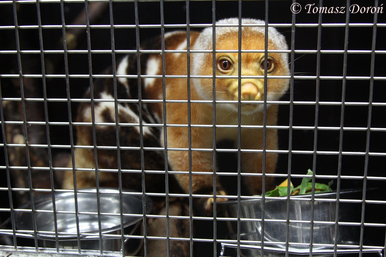 Short-tailed Spotted Cuscus (Spilocuscus maculatus), female, August 2014