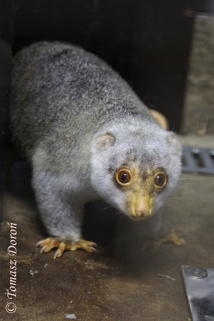 Short-tailed Spotted Cuscus (Spilocuscus maculatus), male, August 2014