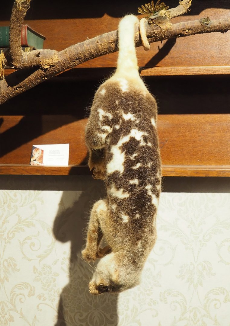 Short-tailed spotted cuscus (Spilocuscus maculatus) taxidermy, 2023-08-17