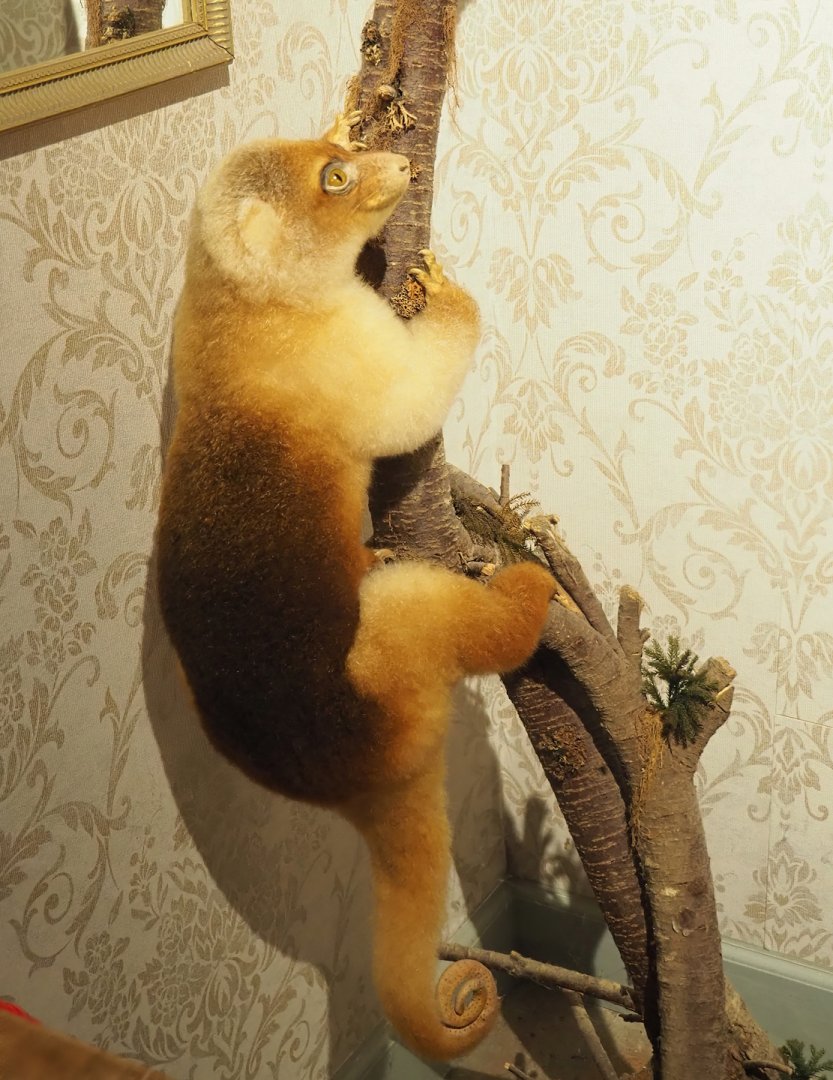 Short-tailed spotted cuscus (Spilocuscus maculatus) taxidermy, 2023-08-17