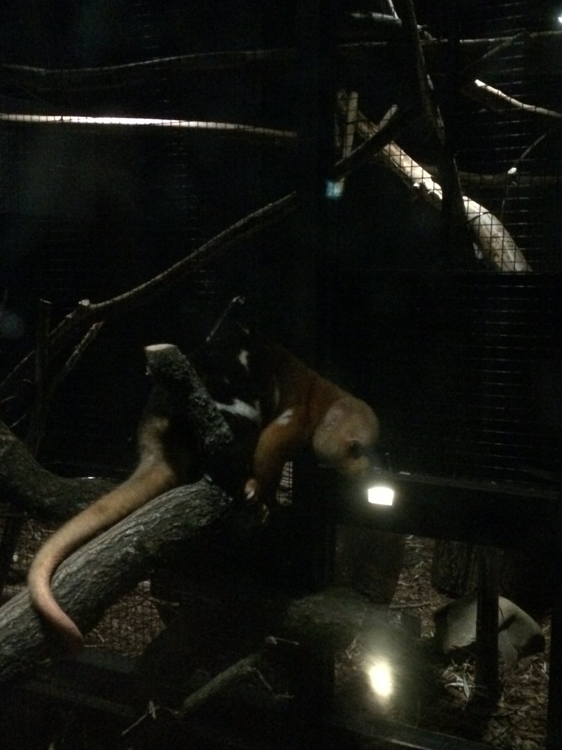 Short-tailed spotted cuscus - Spilocuscus maculatus