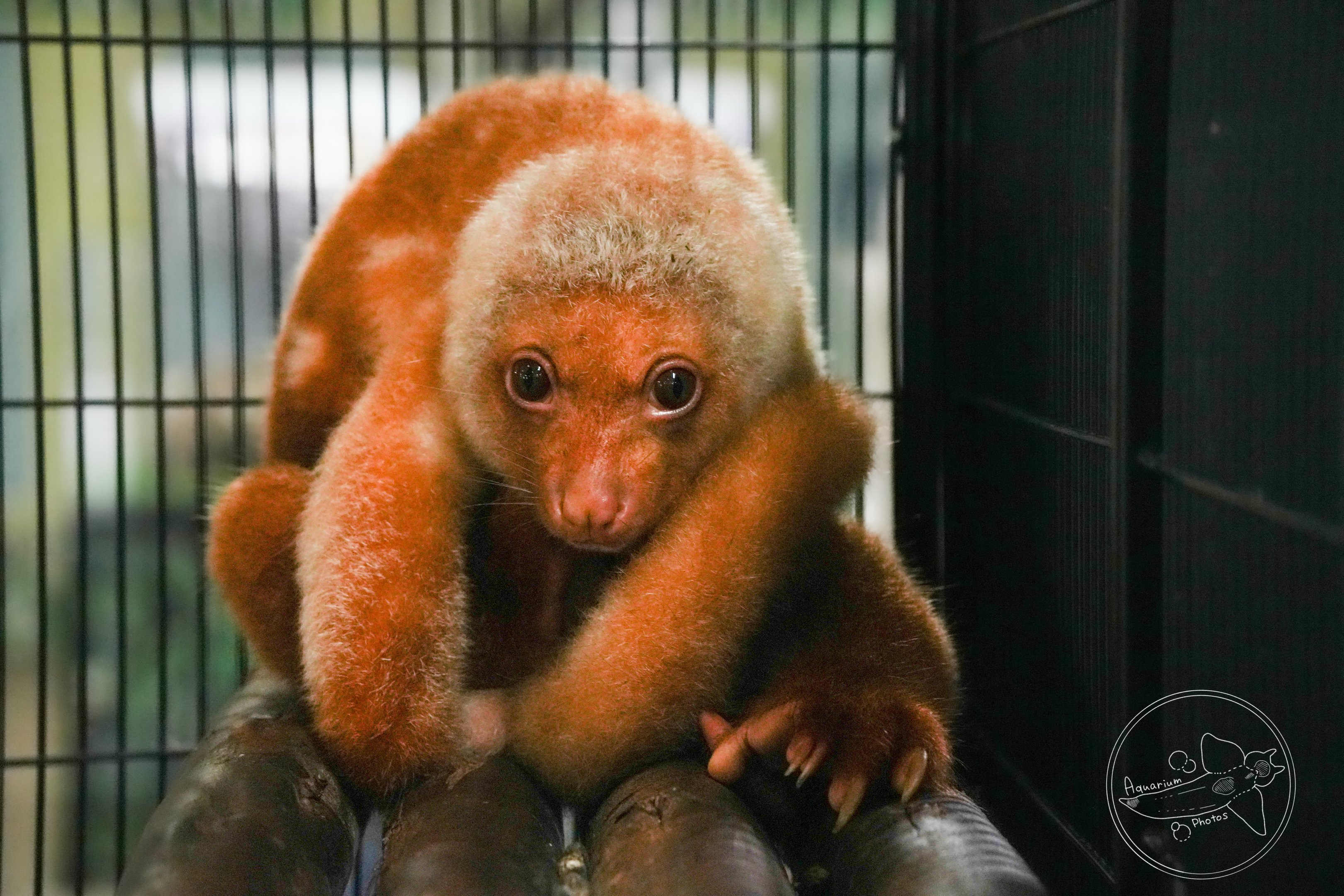 Short-tailed spotted cuscus (Spilocuscus maculatus)