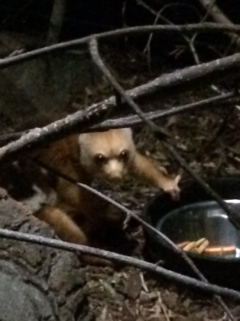 Short-tailed spotted cuscus