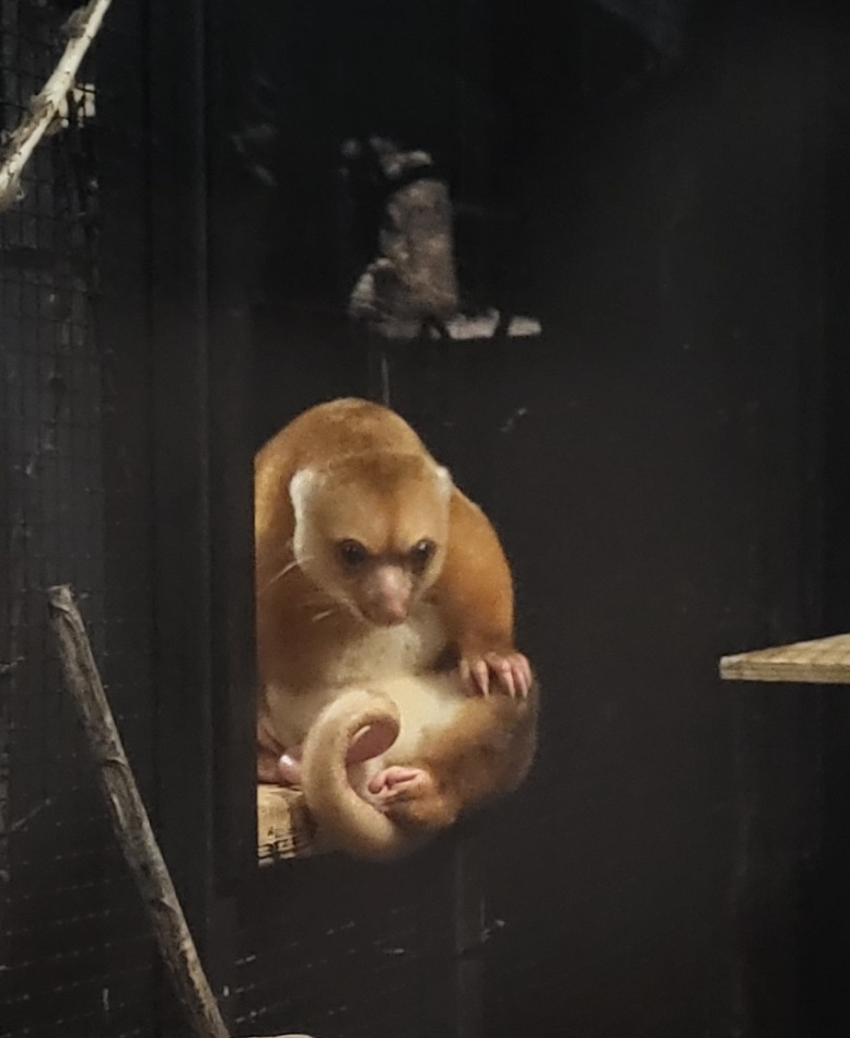 Short-tailed spotted cuscus