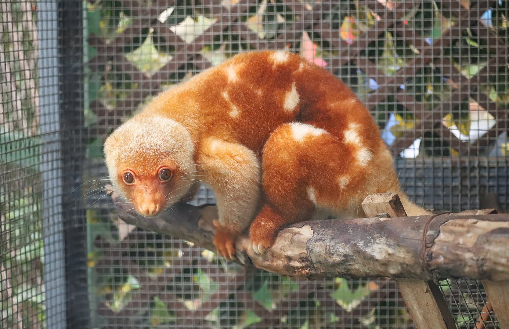 Short-tailed spotted cuscus