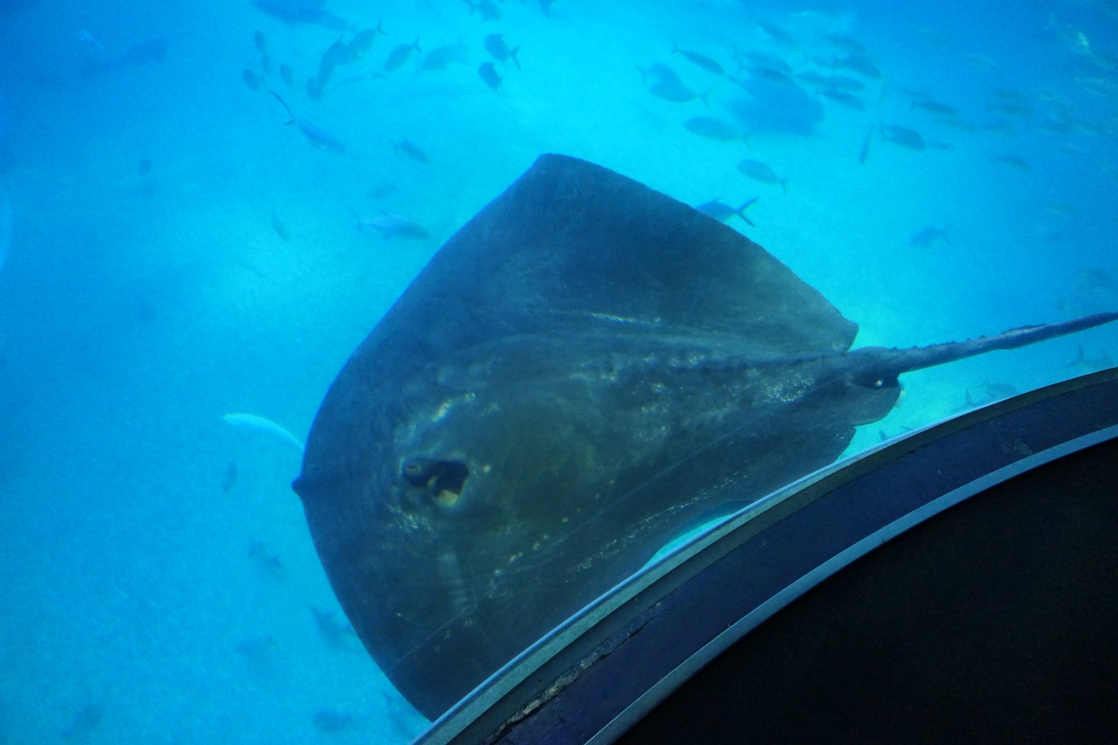 Short-tailed Stingray (Bathytoshia brevicaudata)