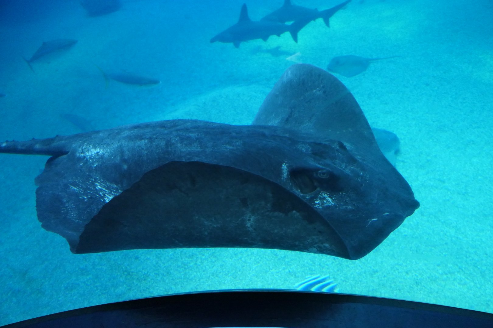Short-tailed Stingray (Bathytoshia brevicaudata)